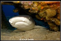 White Tip Lullaby. 

Baby white tip, resting under a ro... by Kaye Smith 